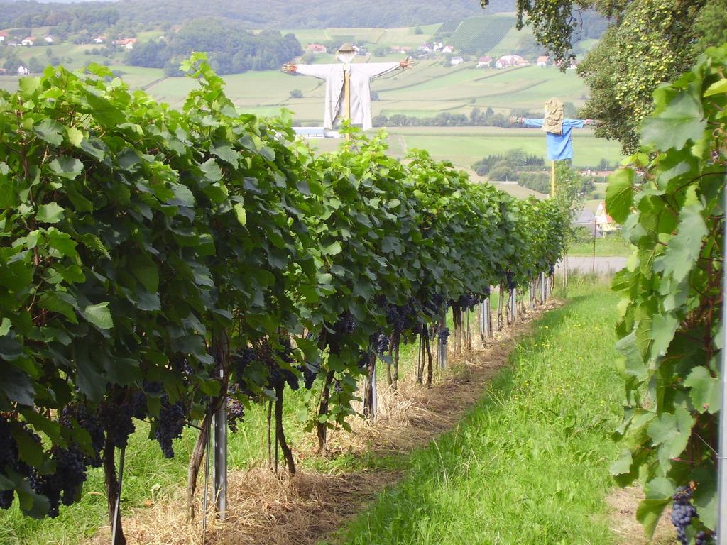 Appartement Weingut Schoberhof Бад Гляйхенберг Номер фото
